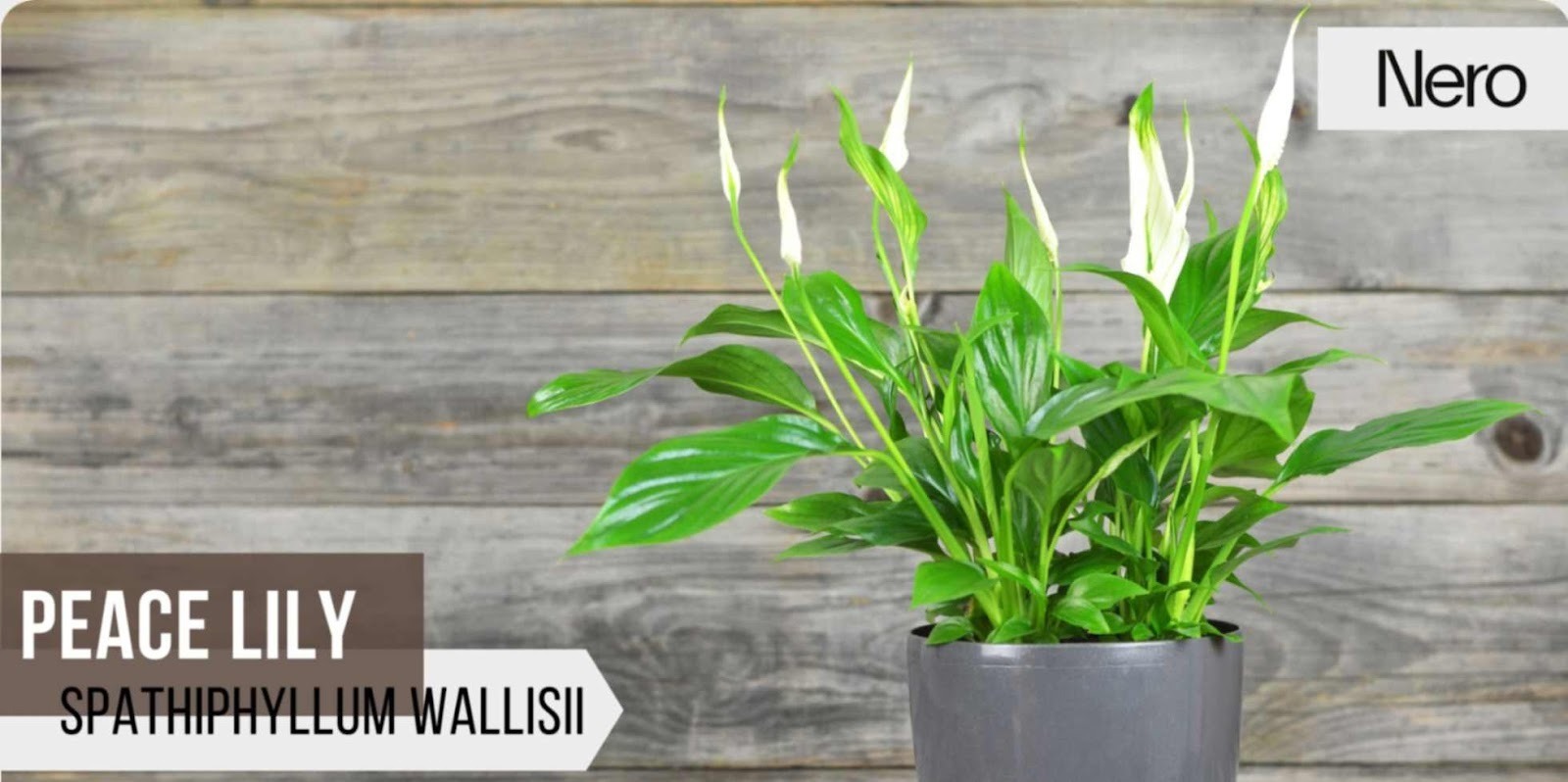 Best Bathroom Plants for Low Light, Humid Environments & Small or Large  Bathrooms | Nero Tapware
