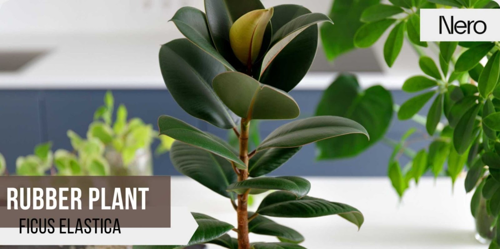Best Bathroom Plants for Low Light, Humid Environments & Small or Large  Bathrooms | Nero Tapware