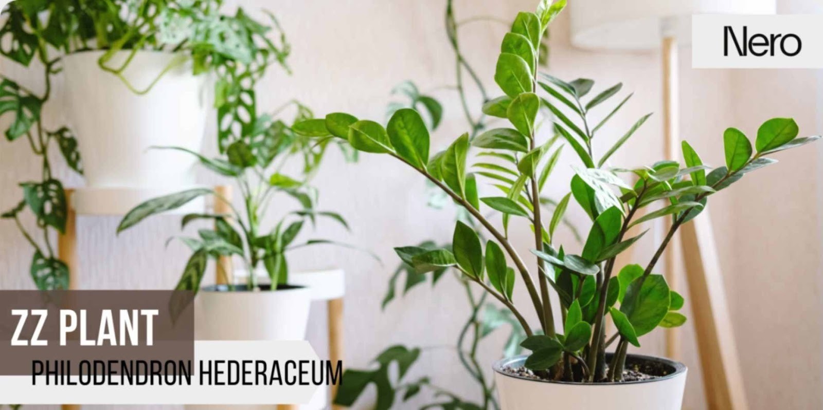 Best Bathroom Plants for Low Light, Humid Environments & Small or Large  Bathrooms | Nero Tapware