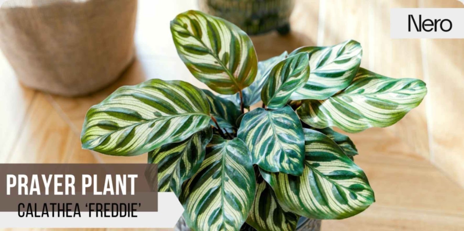 Best Bathroom Plants for Low Light, Humid Environments & Small or Large  Bathrooms | Nero Tapware