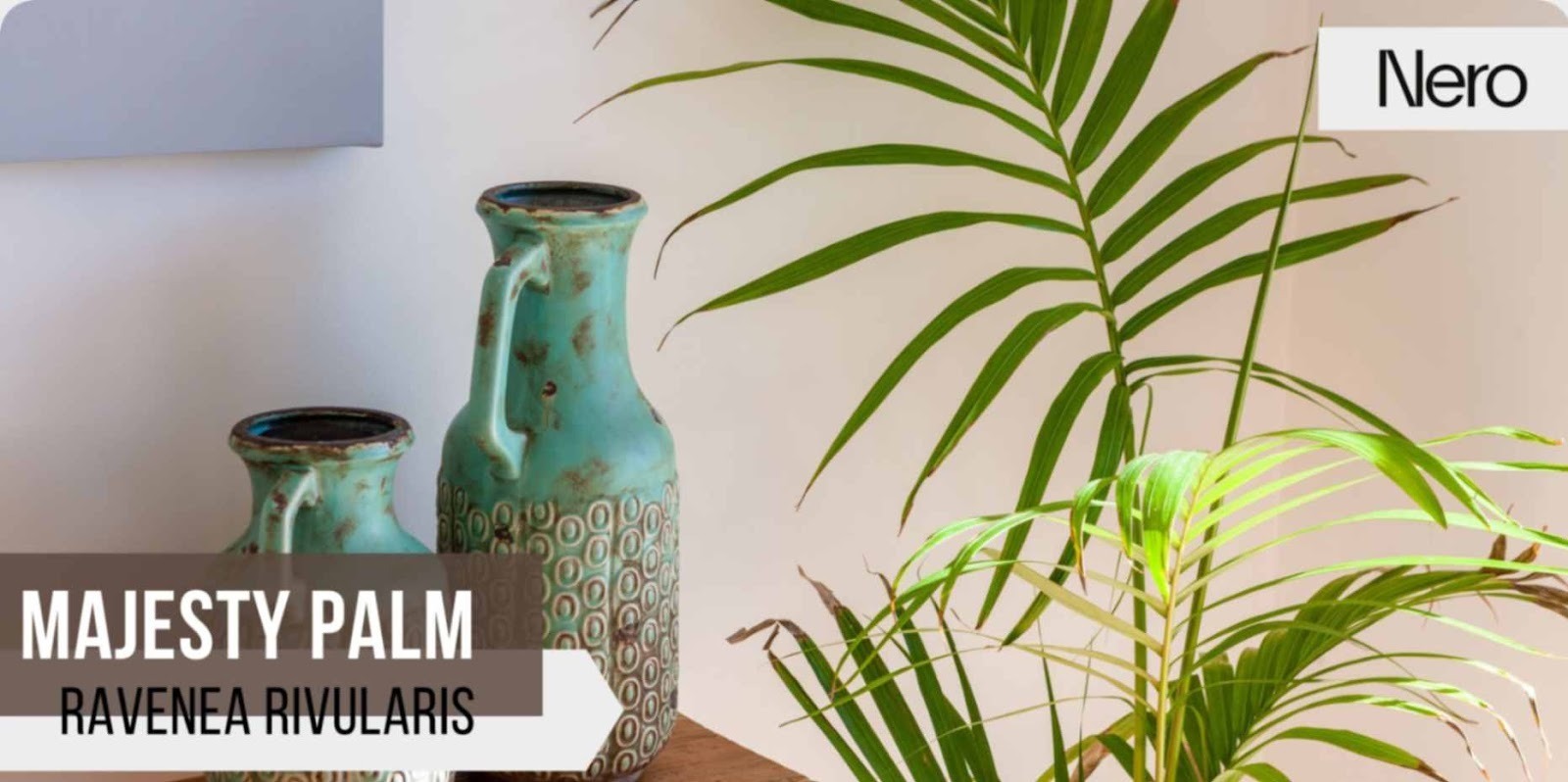 best plants for a bathroom: majesty palm