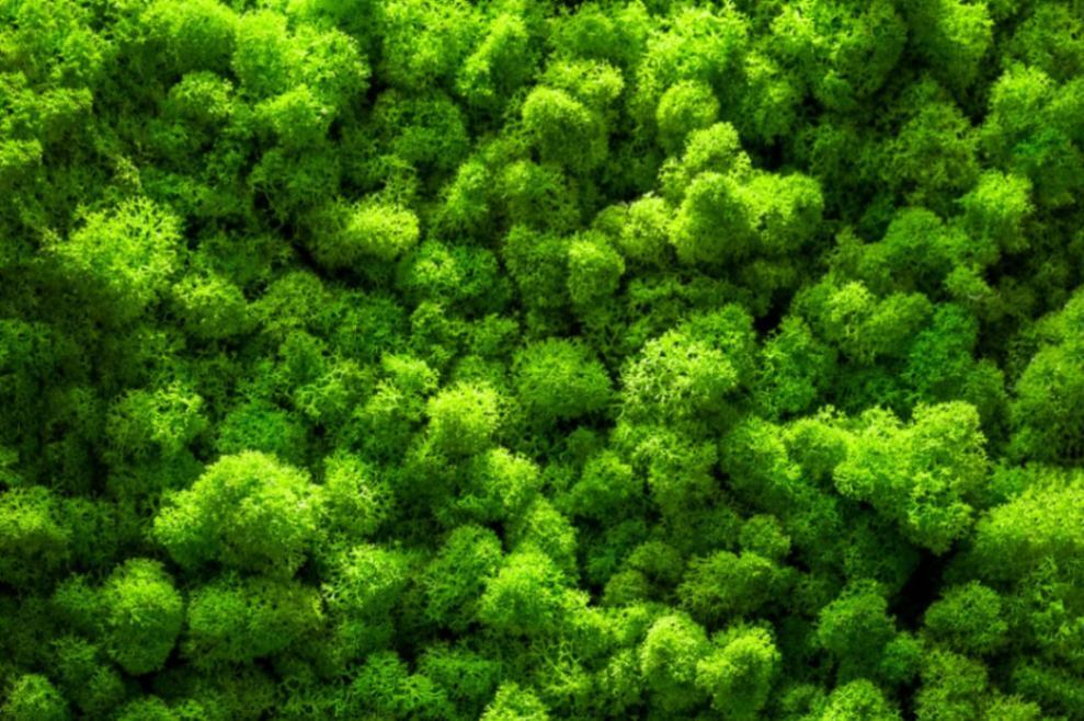 Green Nature-Inspired Wallpapers Bathroom Ideas