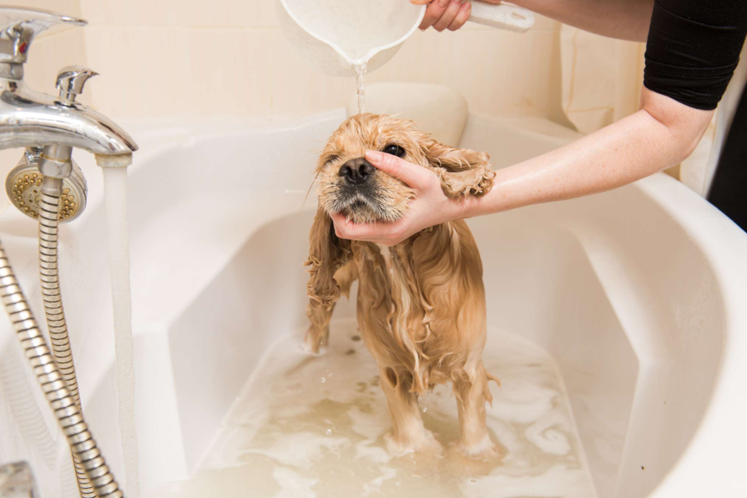 Oatmeal Baths for Pets
